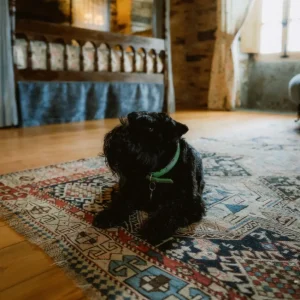 perro en una habitacion del pazo